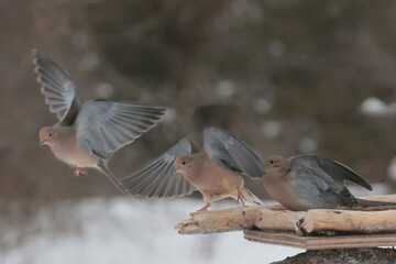 Mourning doves hogging the bird feeder in spring