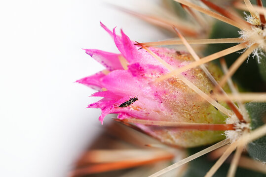 Macro of a pink cactus flower with a thrips (Thysanoptera) on the petal. Concept of houseplant infestation, pest damage, plant protection and indoor gardening problems, copy space.