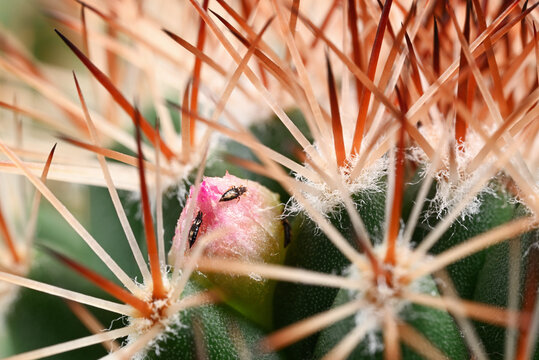 Macro photo of a pink cactus bud with a thrips (Thysanoptera) insect on the surface. Concept of houseplant pest infestation, plant damage, indoor gardening problems and pest control.
