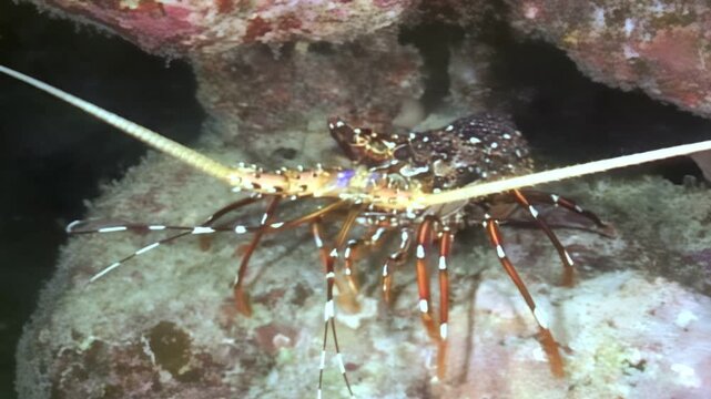 A spiny lobster seeks shelter within the crevices of a vibrant coral reef in Bonaire. The nocturnal creature blends beautifully into its underwater habitat.