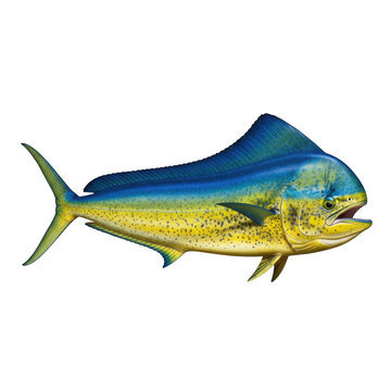 Vibrant mahi mahi fish isolated on transparent background