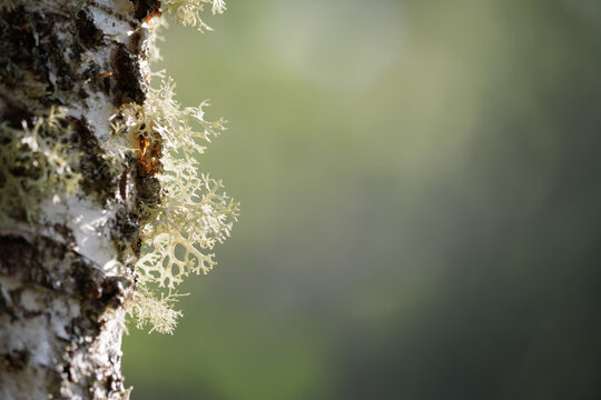 Sunlight on pale green lichen growing on rough tree bark