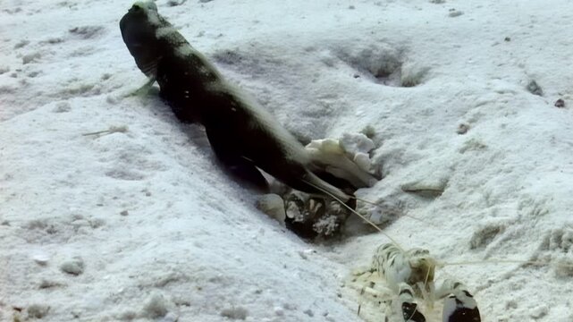 A goby fish and a shrimp work together in their burrow on the sandy bottom. The shrimp cleans while the fish guards them both in this symbiotic underwater relationship.