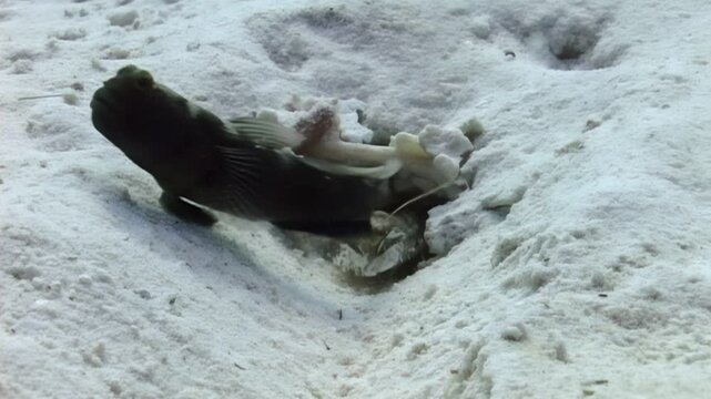 A goby fish and a shrimp live together in a burrow on the ocean floor, a symbiotic relationship, in Anilao, Philippines. The shrimp maintains their shared home while the goby protects them both.