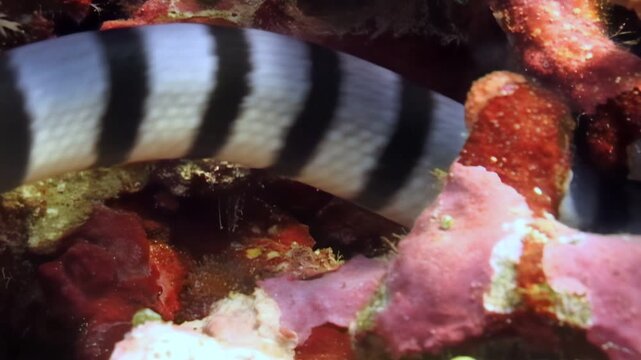 Observe Banded Sea Krait gliding amongst colorful corals. Sea snake, distinguished by its black and white bands explores underwater landscape near Southeast Asia. It navigates through reef in daylight