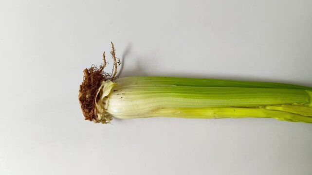 Fresh Guatemalan celery with root isolated on white background