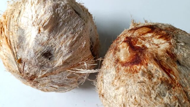 Fresh coconuts from Guatemala isolated on white background