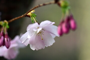 Zweig mit rosa Zierkirschbl&uuml;ten im Fr&uuml;hling