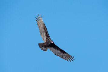 Obraz premium Turkey Vulture