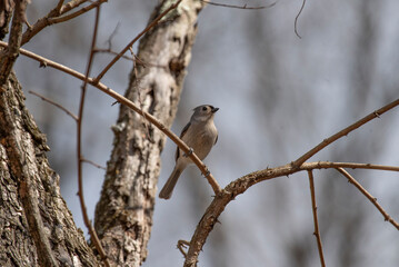 Tufted Titmouse