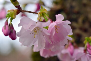 Zweig mit rosa Zierkirschbl&uuml;ten im Fr&uuml;hling