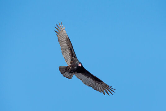 Turkey Vulture