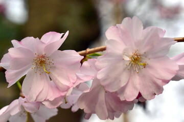 Zweig mit rosa Zierkirschbl&uuml;ten im Fr&uuml;hling