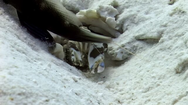 A beautifully patterned mantis shrimp peeks out from its burrow, and then comes fully into view on a bright, white sand seafloor in a tropical location. The crustacean seems curious.