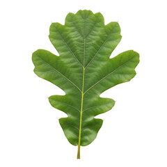 Single green oak leaf isolated on transparent background