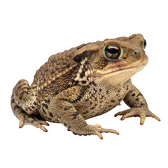 Close-up of a frog isolated on transparent background