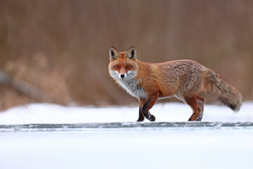 Lis rudy, fox, lis (Vulpes vulpes) © Bartosz Rakoczy