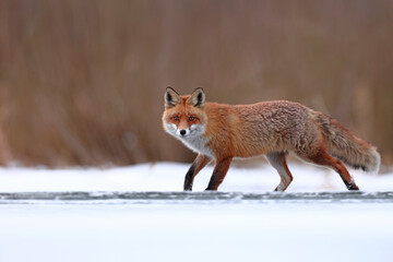 Lis rudy, fox, lis (Vulpes vulpes) © Bartosz Rakoczy