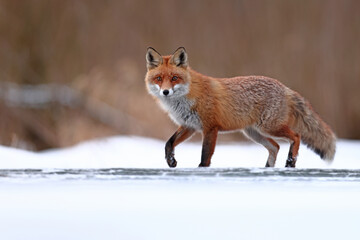 Lis rudy, fox, lis (Vulpes vulpes) © Bartosz Rakoczy