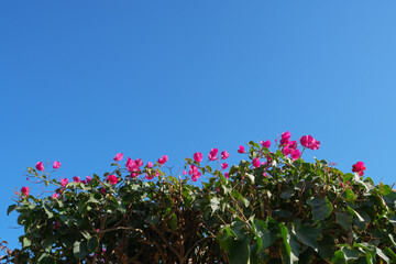 Low angle shot of hot pink tropical flowers contrasting with the vivid blue sky, creating a perfect...