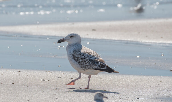 Great Black Backed Gull