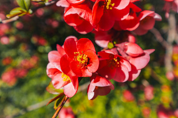 Obraz premium Vibrant red japanese quince or Chaenomeles japonica Blooming at the sun. The flowers are surrounded by the green leaves.
