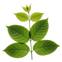 Fototapeta premium A green leafy branch with several leaves