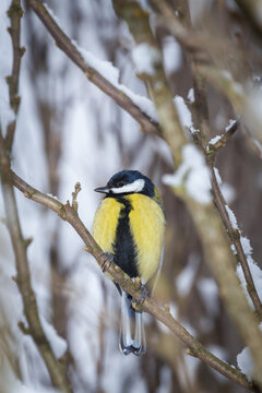 A great tit is perched on a branch in a tree, close up