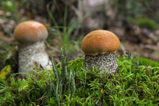 A small aspen mushroom on green moss