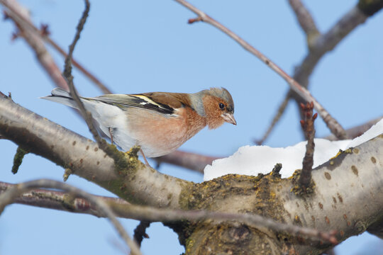 A male chaffinch on a tree branch on a clear winter day