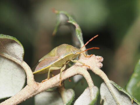 Insecto del orden Raphidioptera. Su rasgo m&aacute;s distintivo es el prot&oacute;rax extremadamente alargado, que le confiere un aspecto &uacute;nico, acompa&ntilde;ado de alas membranosas con una venaci&oacute;n compleja.