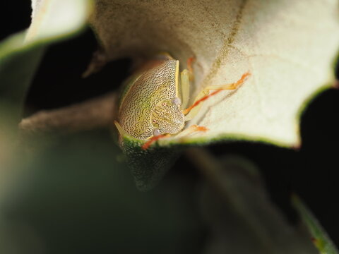 Insecto del orden Raphidioptera. Su rasgo m&aacute;s distintivo es el prot&oacute;rax extremadamente alargado, que le confiere un aspecto &uacute;nico, acompa&ntilde;ado de alas membranosas con una venaci&oacute;n compleja.