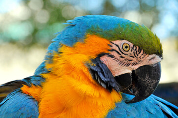 Naklejka premium The Blue-and-yellow Macaw (Ara ararauna), also known as the Blue-and-gold Macaw, is a member of the group of large Neotropical parrots known as macaws.