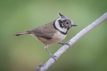 Crested blue tit with a diseased right eye, possibly due to bacteria.First detection © Csar