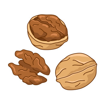 Walnuts cartoon style illustrations