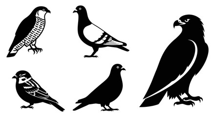 Diverse bird silhouettes set: falcon, pigeon, sparrow. Black and white vector icons