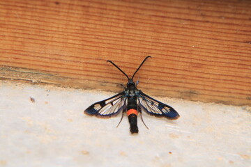 Macro photograph of Synanthedon myopaeformis Elma G&ouml;vde Kurdu insect