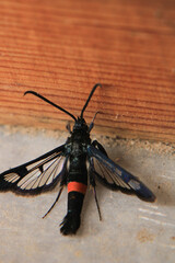 Macro photograph of Synanthedon myopaeformis Elma G&ouml;vde Kurdu insect