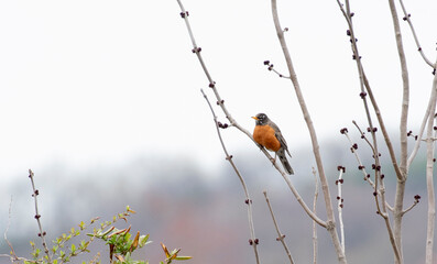 American Robin
