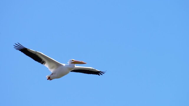 pelican glides overhead on the updrafts off of the surface of a lake on a cloudless blue sky day