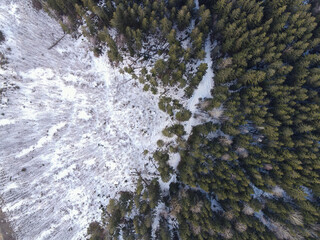 Aerial winter forest edge with conifers and snowy clearing in Belarus © Earthly Shots
