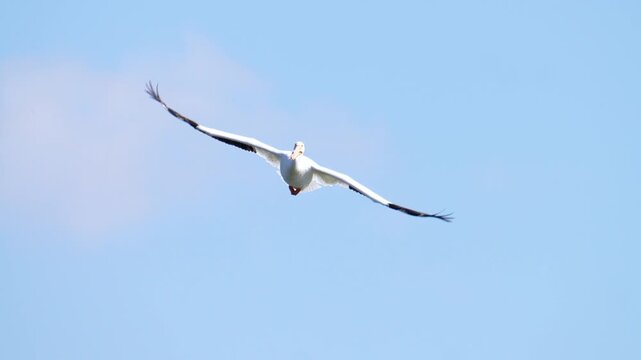 a pelican circles overhead on a cloudless blue sky riding the updraft over a lake