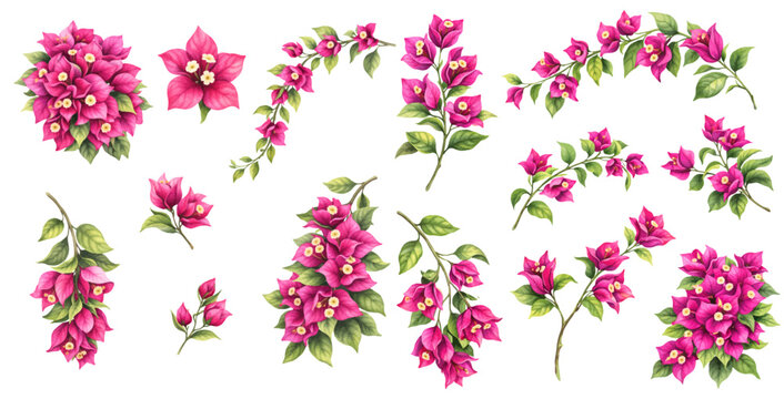 A charming watercolor collection of bougainvillea flowers with tropical leaves and branches for botanical floral illustrations and summer garden design.