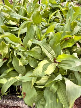 Veratrum lobelianum without flowers in a spring garden.Ornamental garden.flower Background.