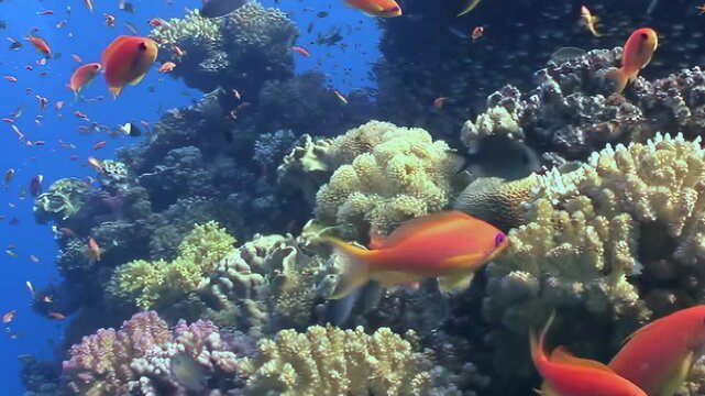 Hundreds of brilliant scarlet fish perform a synchronized ballet above an intricate coral garden. The warm, clear water shimmers with sun rays, showcasing the dynamic life of the reef edge.