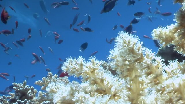 Delicate white coral pulsates with life as countless scarlet fish gracefully swim in formation. This mesmerizing underwater tableau captures the vibrant marine world during sunlit daytime hours.