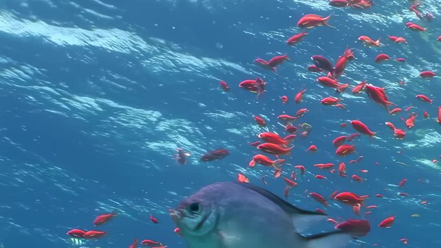 A dazzling swarm of brilliant scarlet fish gracefully moves through the clear, shallow blue ocean water. A larger, silvery fish swiftly passes near the vibrant school during the bright day.