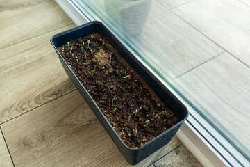 Indoor seed starting setup for spring gardening for seedlings and herbs. Home gardening concept for growing plants on a windowsill or balcony before the outdoor planting