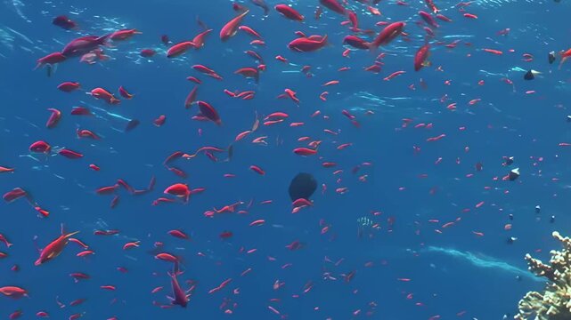 Mesmerizing display of colorful anthias fish schools gracefully above flourishing coral reef in warm, clear waters of Red Sea during bright day. Vibrant ecosystem thrives with marine life.