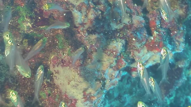 Witness a mesmerizing school of small, silver fish gracefully moving above a colorful coral reef during a bright day. Sunlight glints off their scales creating a magical display.